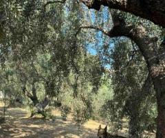 Αρκιτσα μονοκατοικια 167τμ σε 2 επιπεδα μεσα σε 2800τμ οικοπεδο - Image 14/18