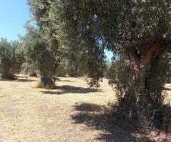 Αταλαντη μικρη φαρμα 21 στρεμματα με οικια 75 τμ και ελιες - Image 6/12
