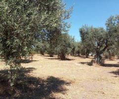 Αταλαντη μικρη φαρμα 21 στρεμματα με οικια 75 τμ και ελιες - Image 7/12