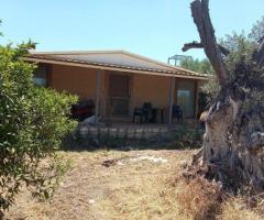 Αταλαντη μικρη φαρμα 21 στρεμματα με οικια 75 τμ και ελιες - Image 8/12