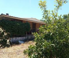 Αταλαντη μικρη φαρμα 21 στρεμματα με οικια 75 τμ και ελιες - Image 9/12