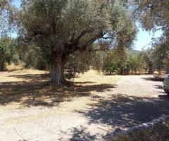 Αταλαντη μικρη φαρμα 21 στρεμματα με οικια 75 τμ και ελιες - Image 10/12