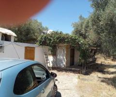 Αταλαντη μικρη φαρμα 21 στρεμματα με οικια 75 τμ και ελιες - Image 11/12