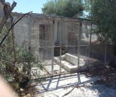 Αταλαντη μικρη φαρμα 21 στρεμματα με οικια 75 τμ και ελιες - Image 12/12